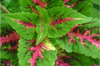 amaranth-leaves