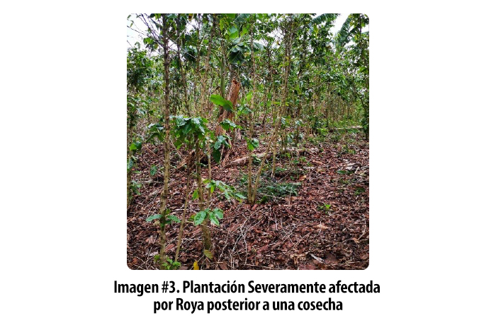 Cadelga-Blog-Recuperar-Plantas-Afectas-por-Roya-Honduras-Foto-3