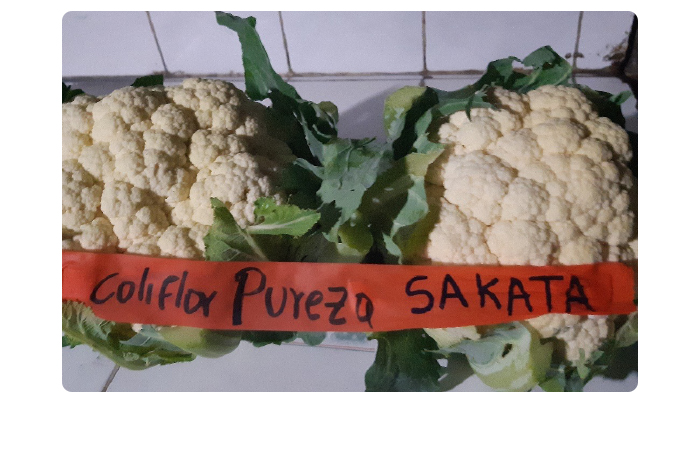 Cadelga-Blog-Cultivo-Coliflor-Pureza-Sakata-Fotos-5