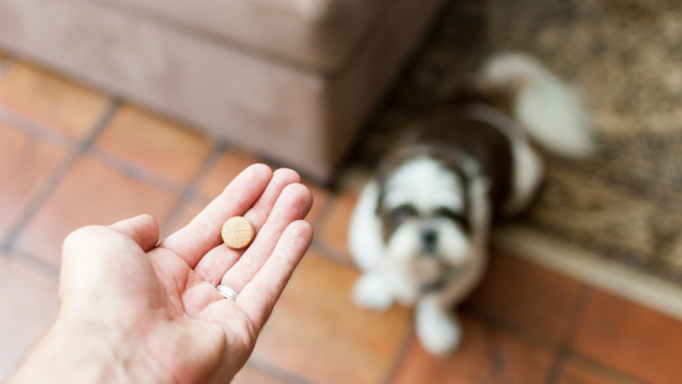 Open hand holding pill for dog