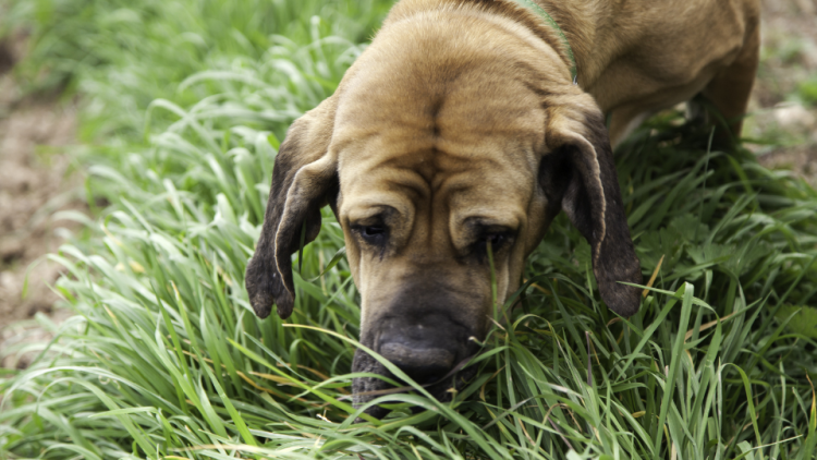 Dog eating grass with upset stomach