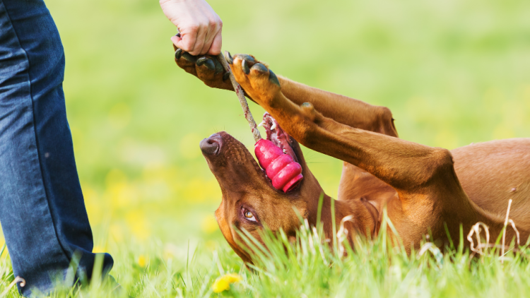 Person playing with dog and toy in grass