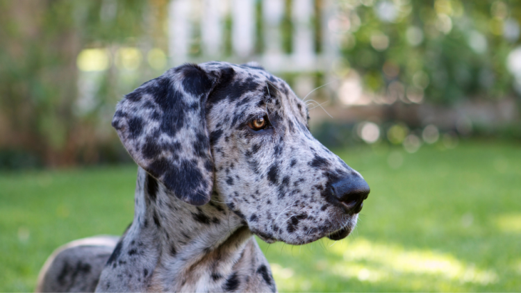 Great Dane with black spots looking to the side
