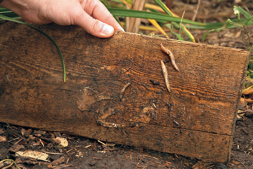 ht-dwp-ridding-of-slugs-board: Placing a wooden board in the garden will attract slugs and can be easily removed.