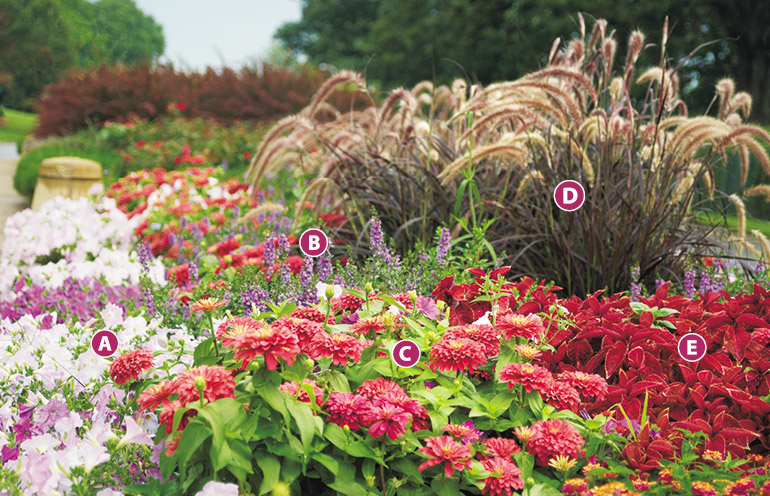 Summer garden bed with zinnia and petunia lettered plan: Adding flower spikes, such as angelonia, and upright purple fountain grass, adds interest to the other plants that have a more mounded habit. 