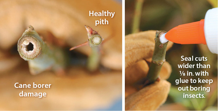 Prevent cane borers: When you're pruning roses seal cuts wider than 1⁄8 inch with white glue to keep out boring insects.