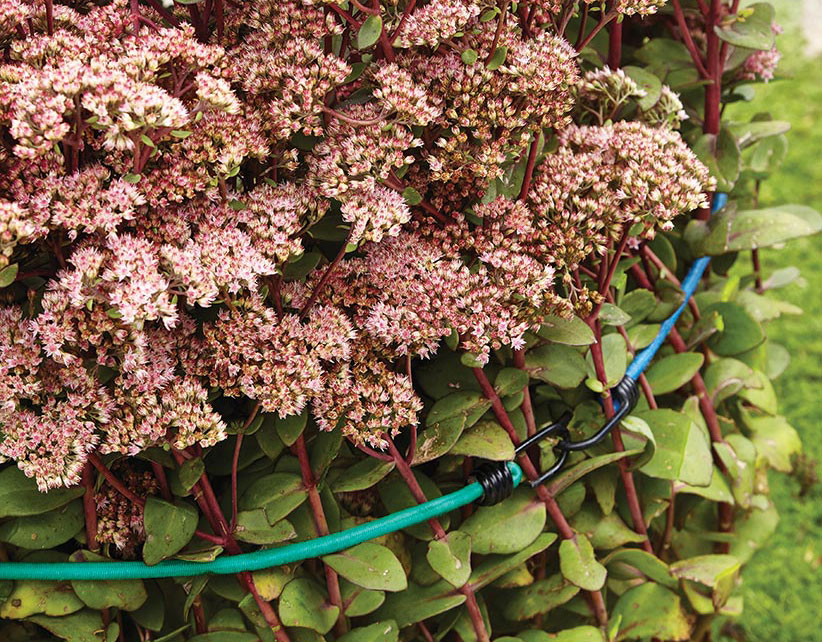 ht-stake-sedum-2: To fix floppy perennials, gather the stems and hold them upright with a bungee cord wrap. For large clumps, interlock the ends of two cords together to hold all the stems.