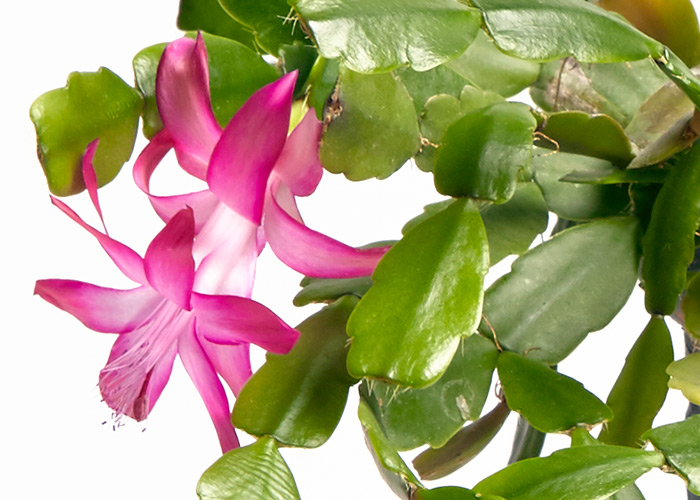 christmas cactus flower: Thanksgiving and Christmas cactus are commonly bright fuschia, but can also come in shades of red, pink, salmon, peach, cream, purple and white. 