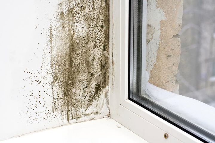 Mould, mildew and musty smells - a real health problem