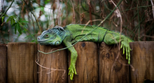 Lizard lying on fence at Tropical World