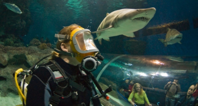Diver taking selfie with shark in background at Blue Planet Aquarium