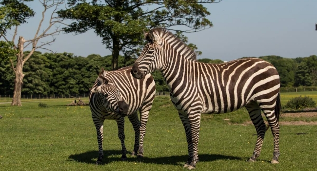 Two zebras at Knowsley Safari in Preston