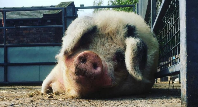 Pig lying on the floor at Croxteth Park Farm