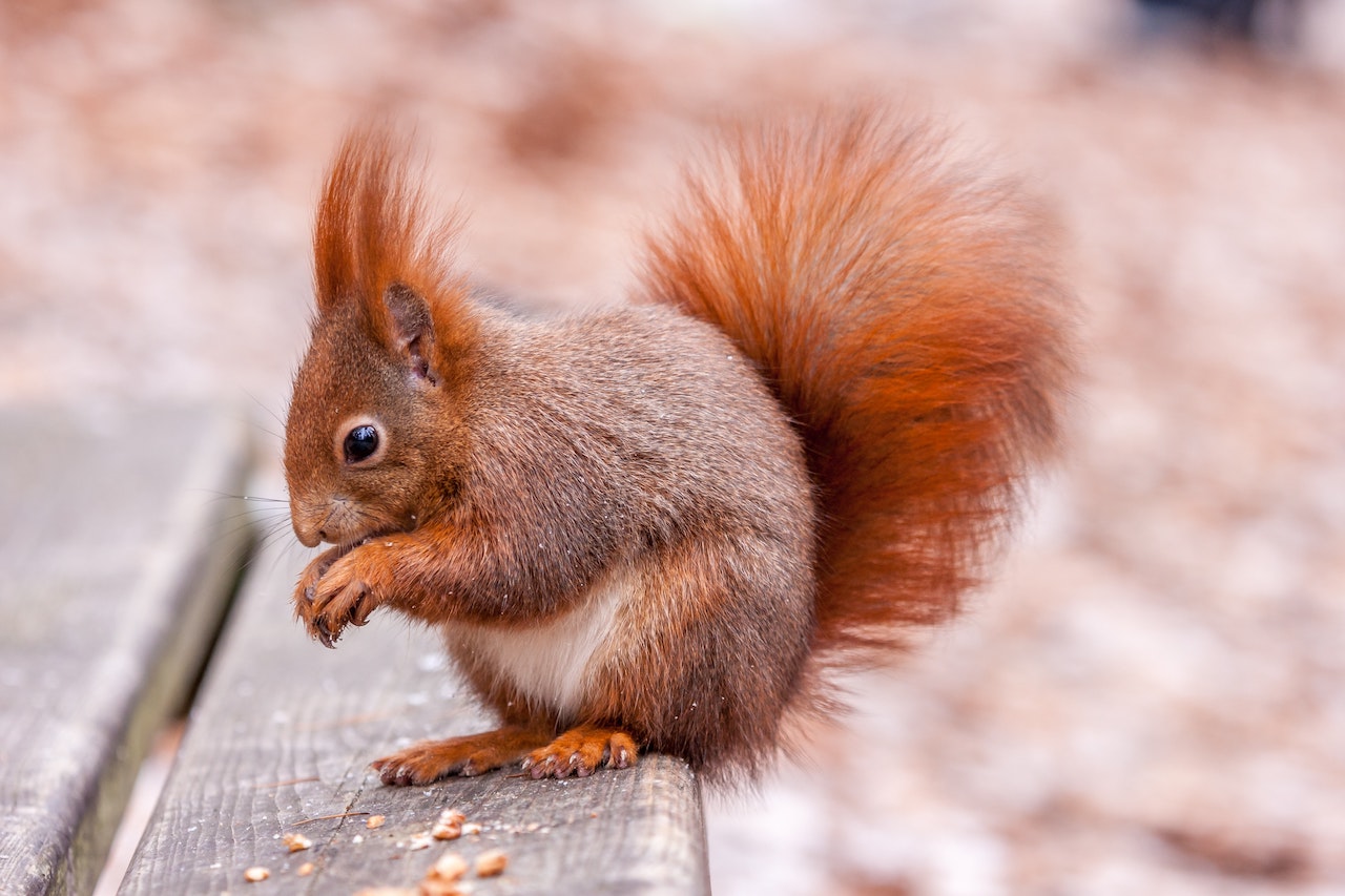 red squirel on wooden bench