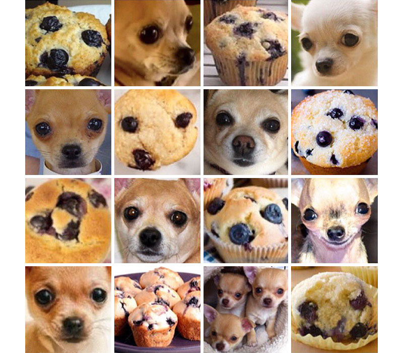 Chihuahua blueberry muffin