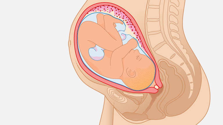 Těhotenství Ultrazvuk Týden 40