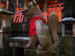 11 - Fushimi Inari- Kioto | ViajeTerrenal.com