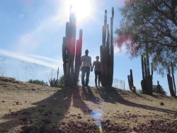 Los cactus gigantes de Teotihuacan