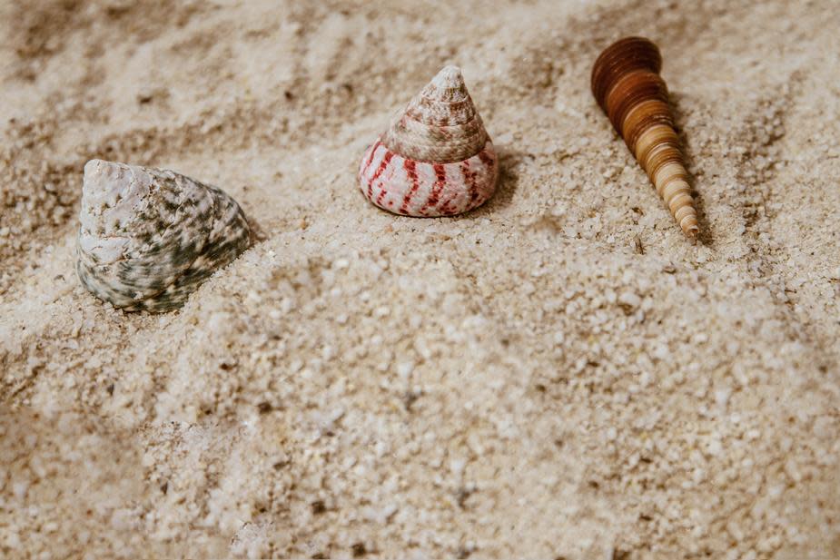 shells-in-sand
