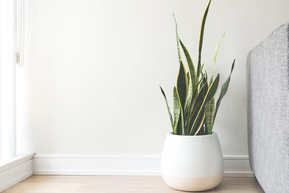house-plant-in-white-pot 925x