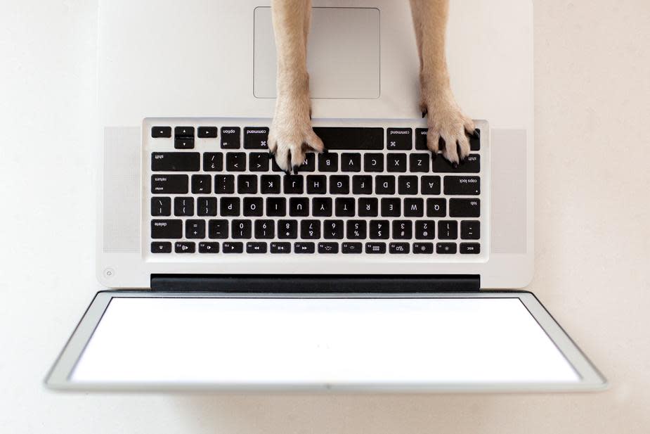 business-dog-paws-on-keyboard 925x
