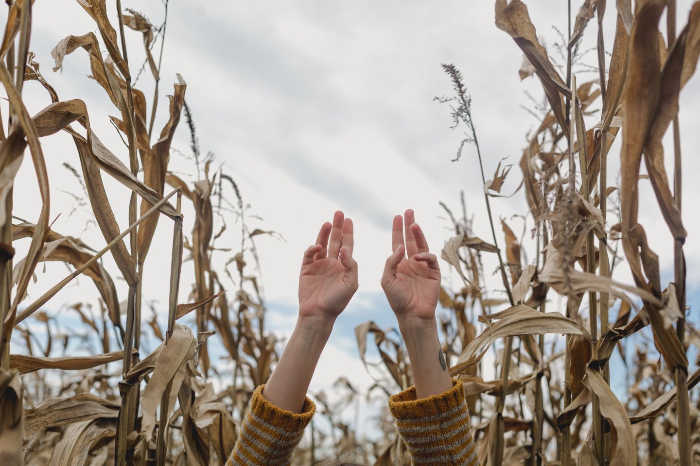 hands-reaching-up-in-cornfield