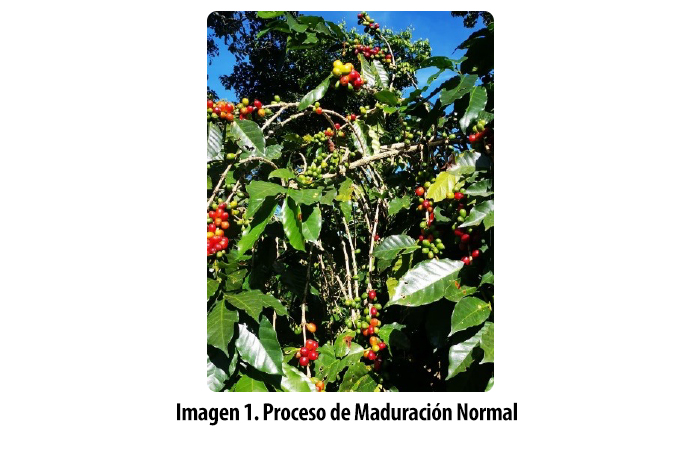 Cadelga-Blog-Recuperar-Plantas-Afectas-por-Roya-Honduras-Foto-1