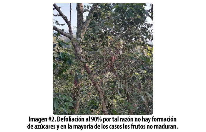 Cadelga-Blog-Recuperar-Plantas-Afectas-por-Roya-Honduras-Foto-2