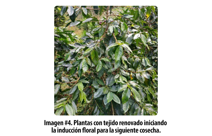 Cadelga-Blog-Recuperar-Plantas-Afectas-por-Roya-Honduras-Foto-4