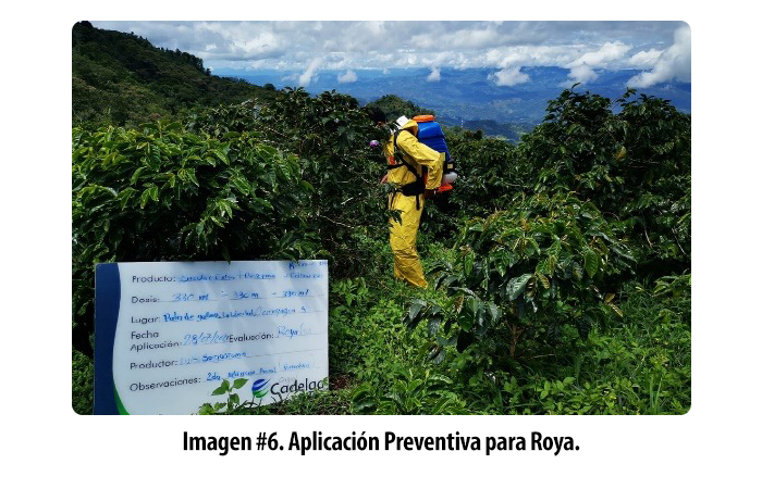 Cadelga-Blog-Recuperar-Plantas-Afectas-por-Roya-Honduras-Foto-6