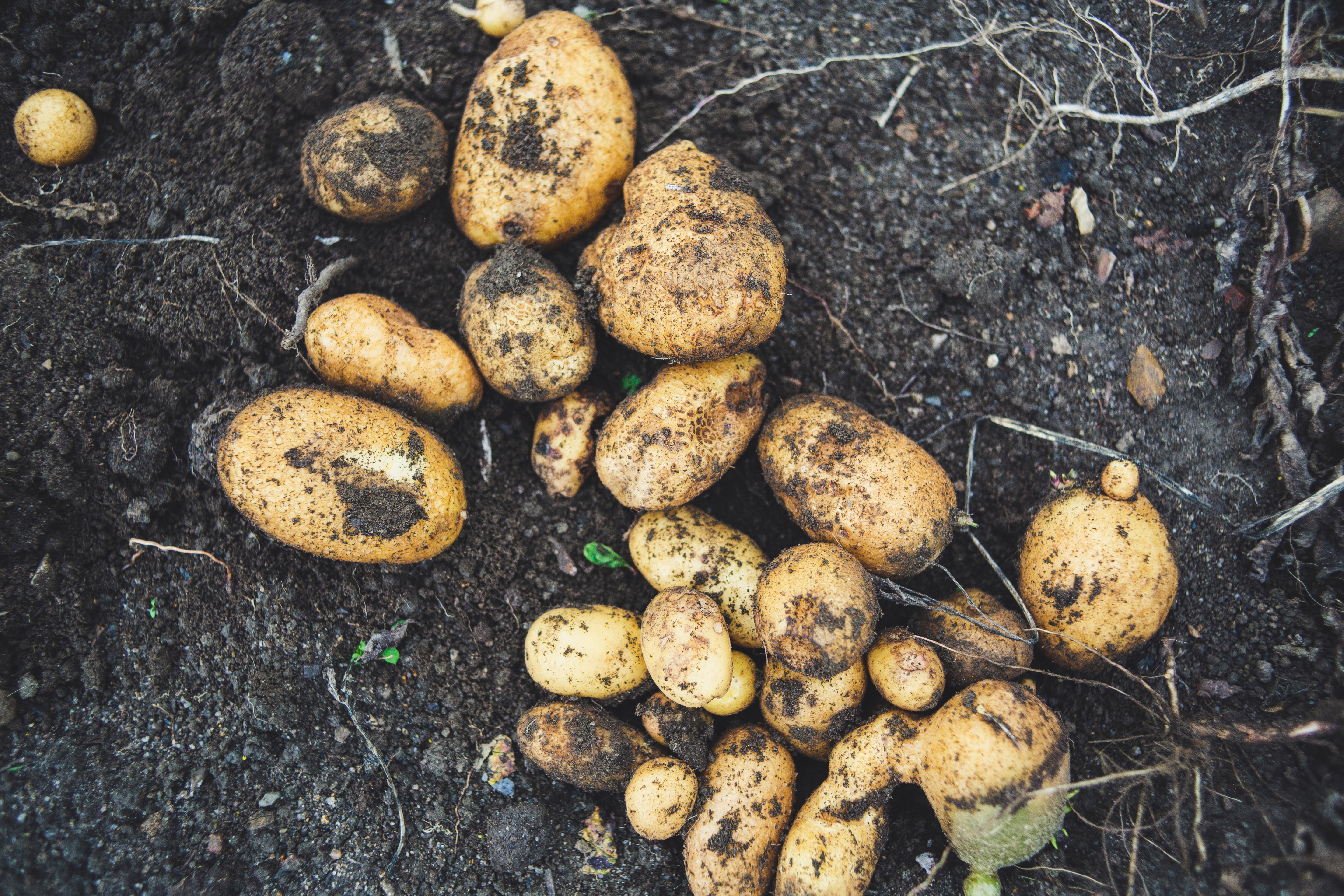 food waste potato