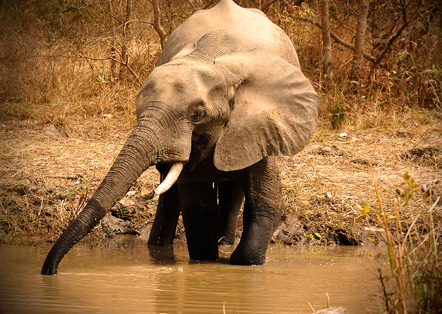 Elephant near water malaria blog