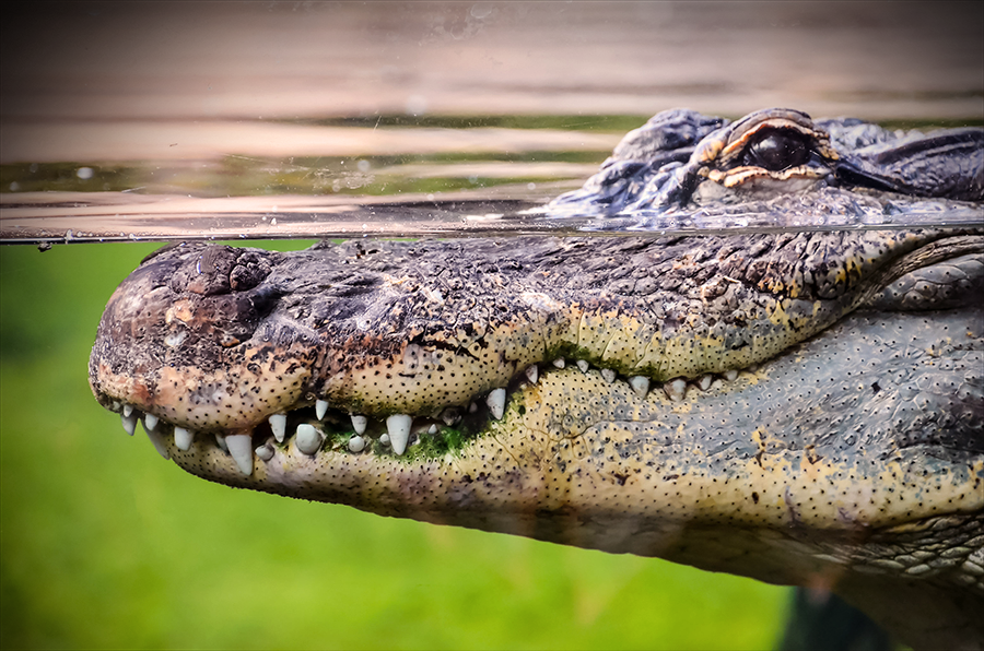 Crocodile malaria blog
