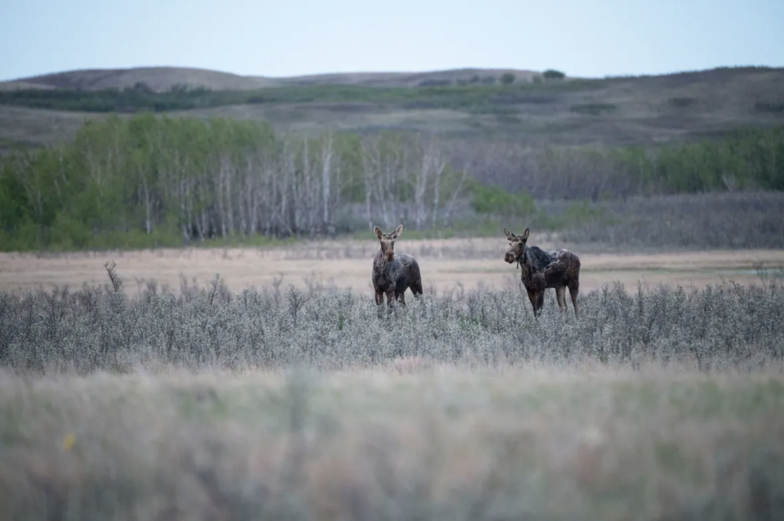(Jason Bantle/Nature Conservancy of Canada) Moose are walking across the grasslands on the Mackie Ranch property. Besides birds, big game species like deer and moose also like the area, according to the Nature Conservancy of Canada. (Jason Bantle/Nature Conservancy of Canada)