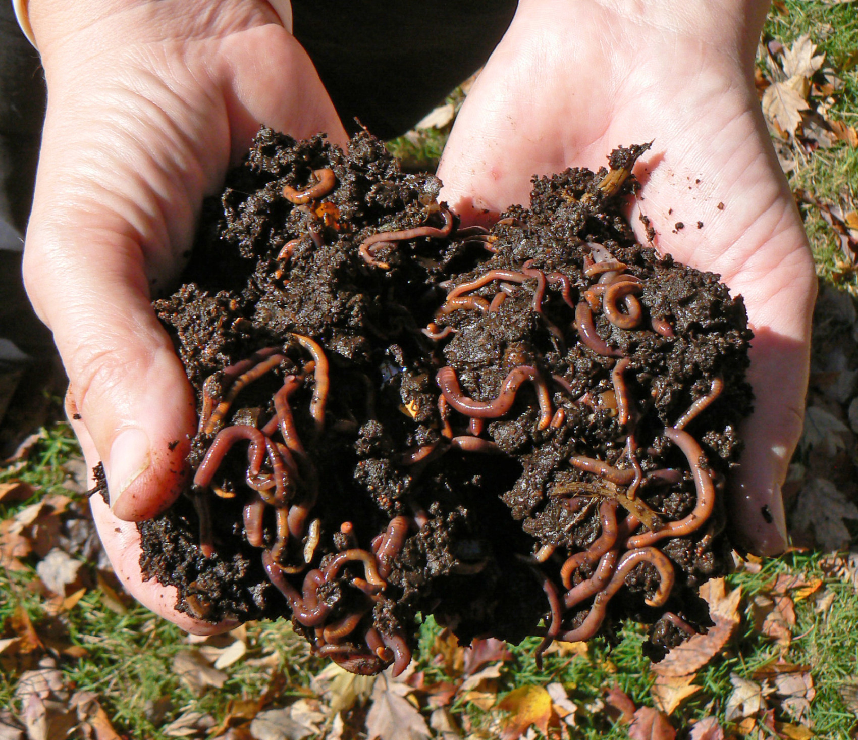earthworms (Glenn Cantor/ Moment/ Getty Images)