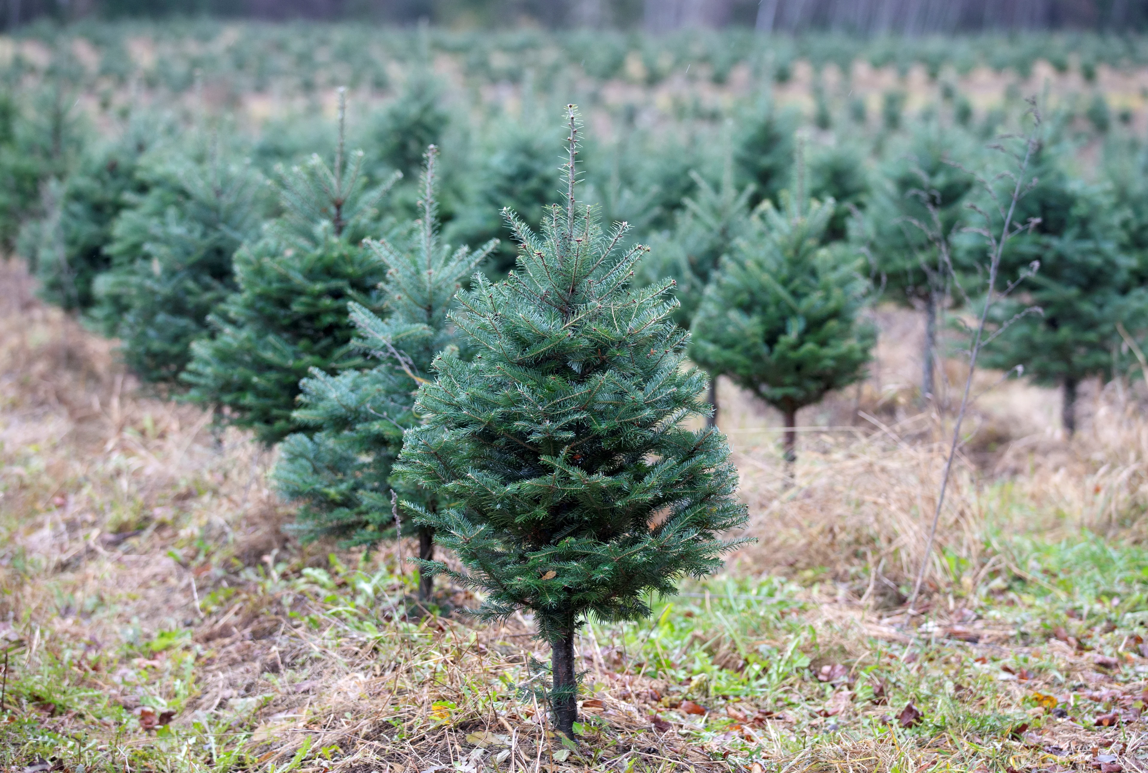 REUTERS: FILE PHOTO: Ten year old Balsam fir trees grow at Downey Tree Farm and Nursery in Hatley, Quebec, Canada November 12, 2021. REUTERS/Christinne Muschi/File Photo