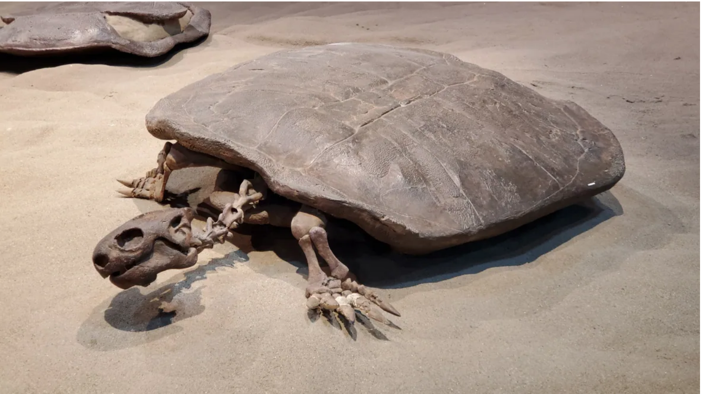 This is the fossil of an adult nanhsiungchelyid turtle from Alberta. Adult nanhsiungchelyid were very large. The one that laid the egg was estimated to be 1.6 metres long. (Royal Tyrell Museum)