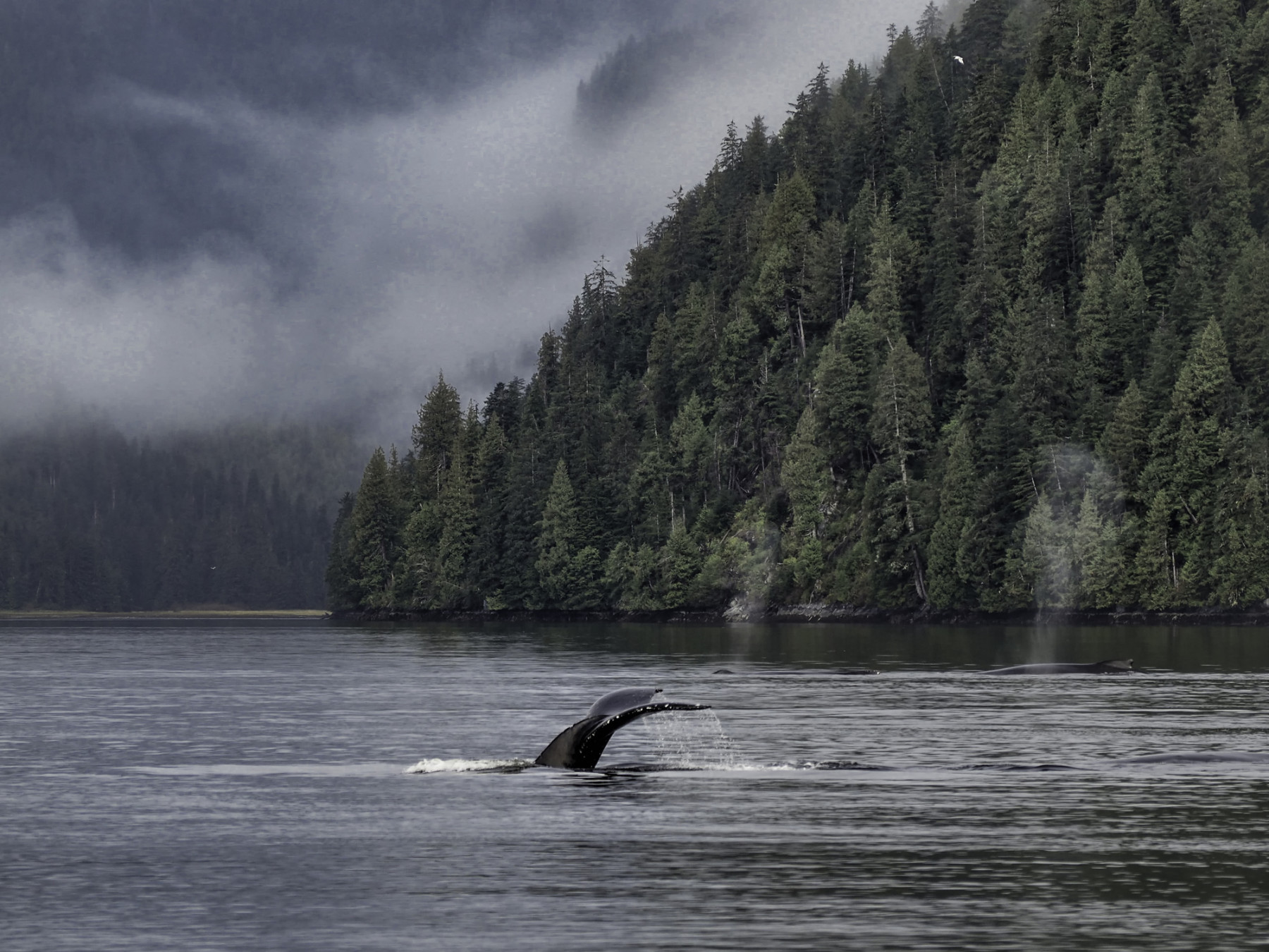 Great Bear Rainforest in British Columbia, Canada (Bobbushphoto. E+. Getty Images)