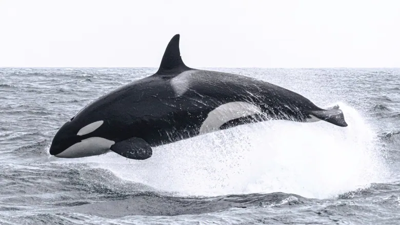 orca study ubc CBC