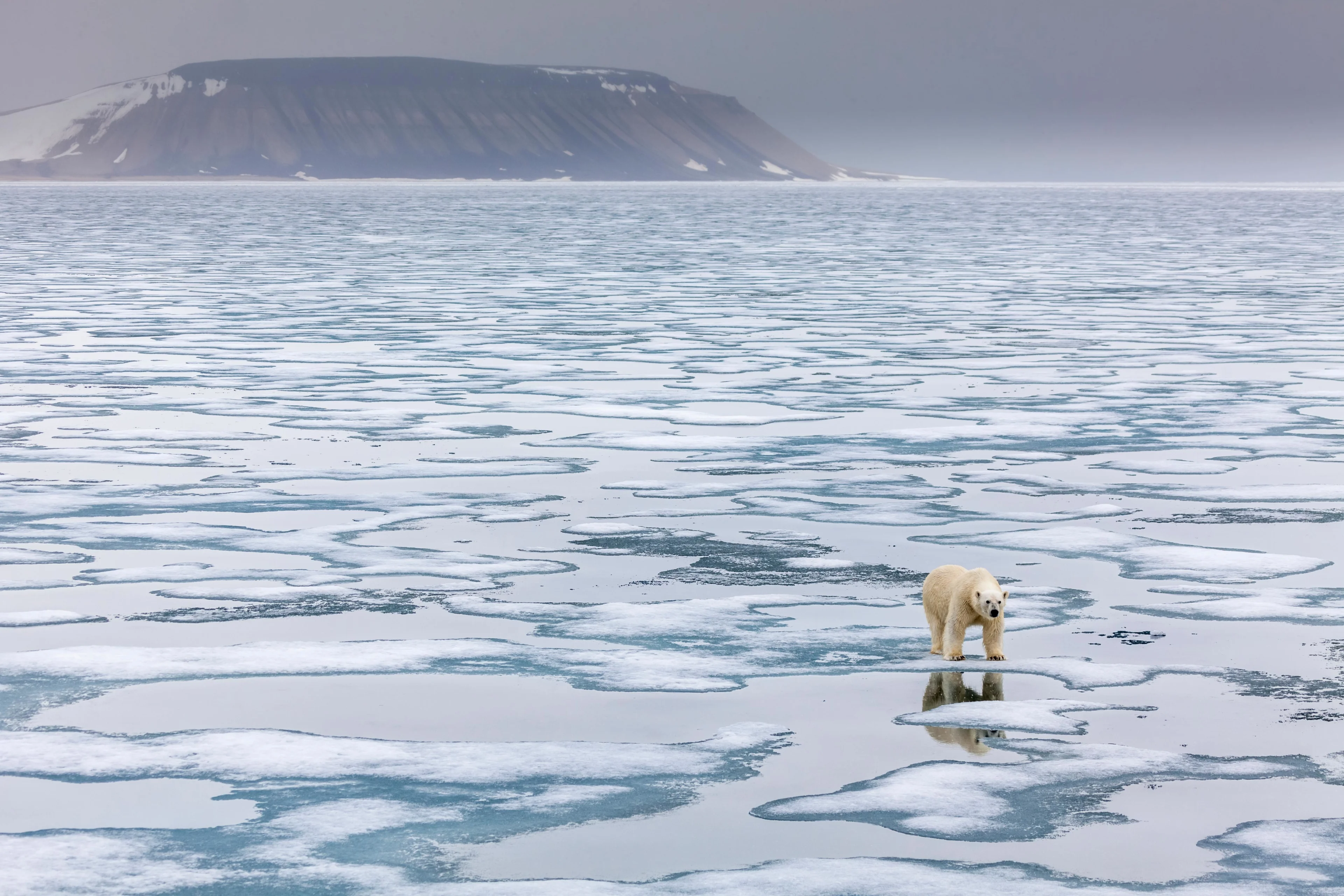 Getty Images: Polar bear in Norway's Svalbard archipelago. Credit: Patrick J. Endres/Getty Images