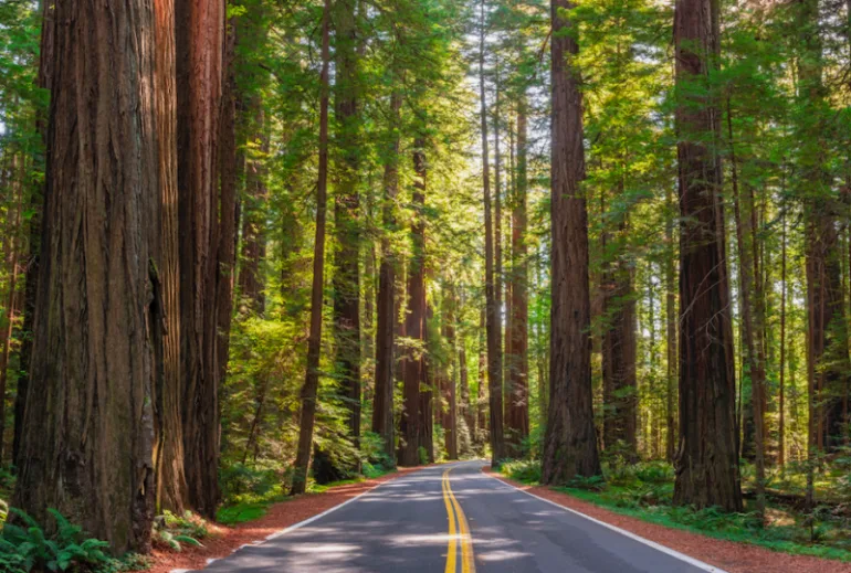redwood forest in california (Tom Penpark/ Moment/ Getty Images)