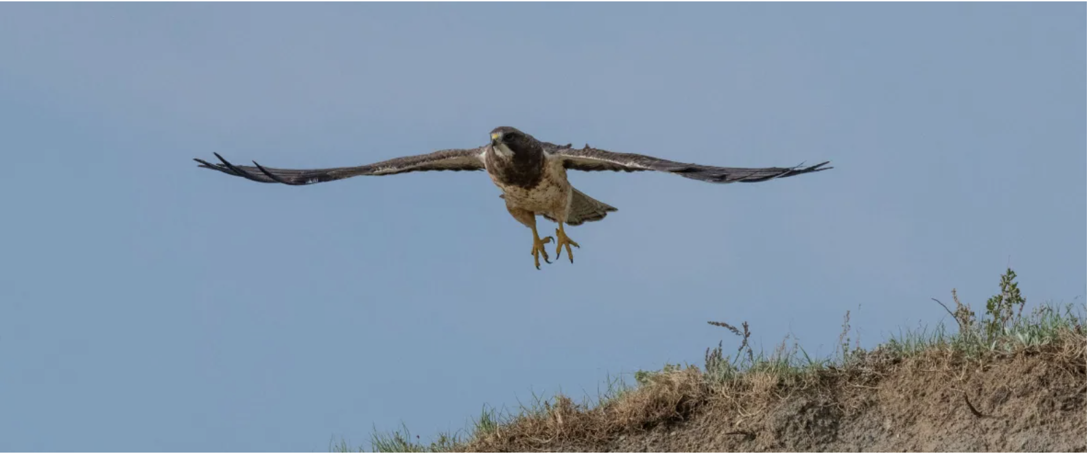 (Jason Bantle/Nature Conservancy of Canada) Swainson’s hawks nest across the western United States and Canada, according to the University of Minnesota. (Jason Bantle/Nature Conservancy of Canada)