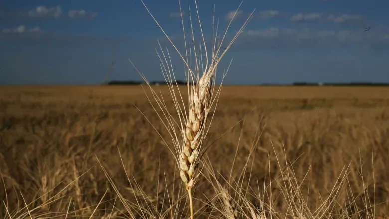 canada-spring-wheat