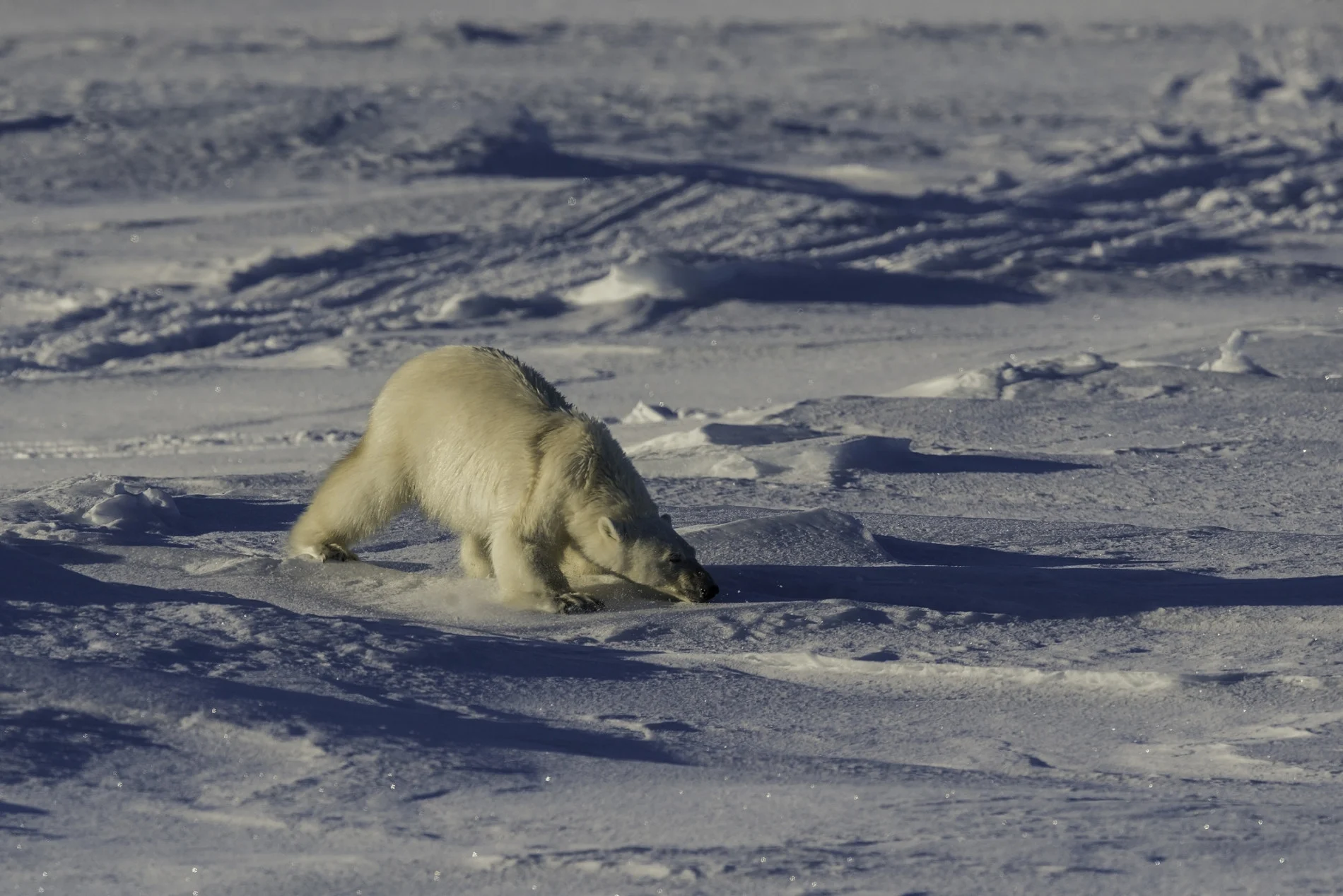 A polar bear in Baffin Island, Nunavut. (by wildestanimal. Moment. Getty Images)