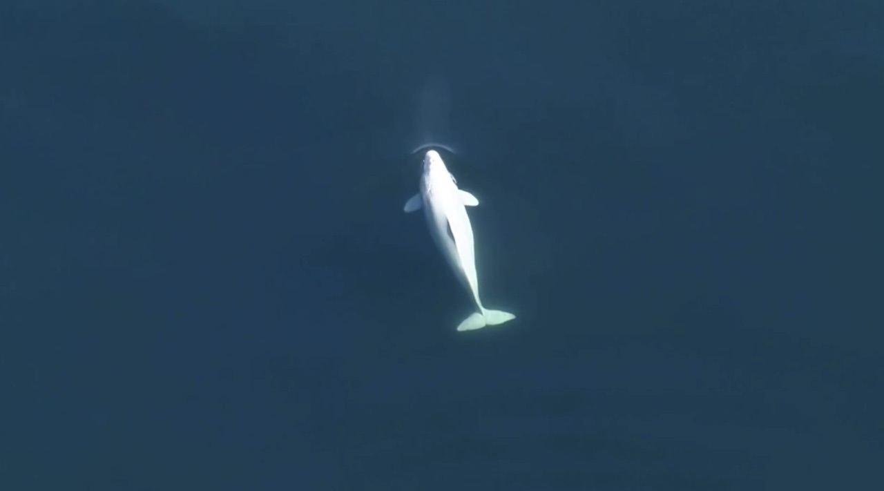Beluga whale/CNN