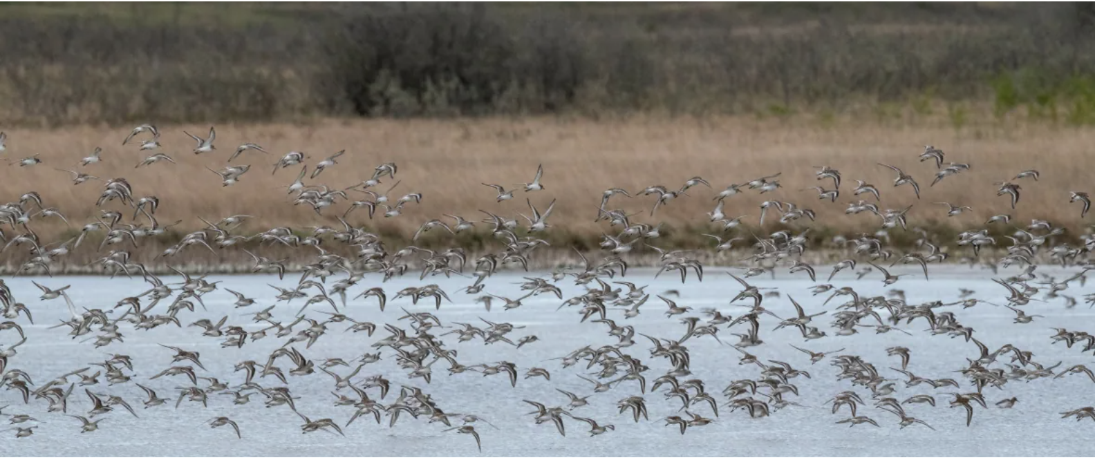 (Jason Bantle/Nature Conservancy of Canada) Sanderlings flying over Chaplin Lake and the surrounding grasslands. Monitoring surveys suggest that the abundance of Sanderlings migrating south through North America has dropped substantially in comparison to the early 1970s, according to the Government of Canada. (Jason Bantle/Nature Conservancy of Canada)