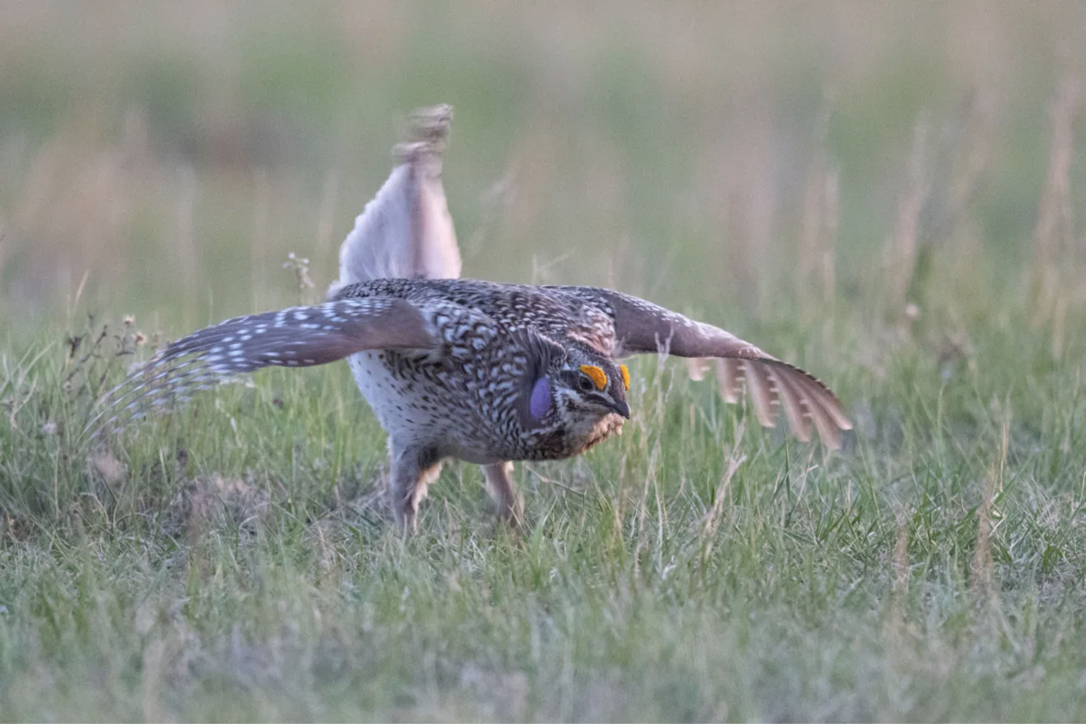 (Jason Bantle/Nature Conservancy of Canada) A sharp-tailed grouse at the NCC’s Mackie Ranch property. (Jason Bantle/Nature Conservancy of Canada)