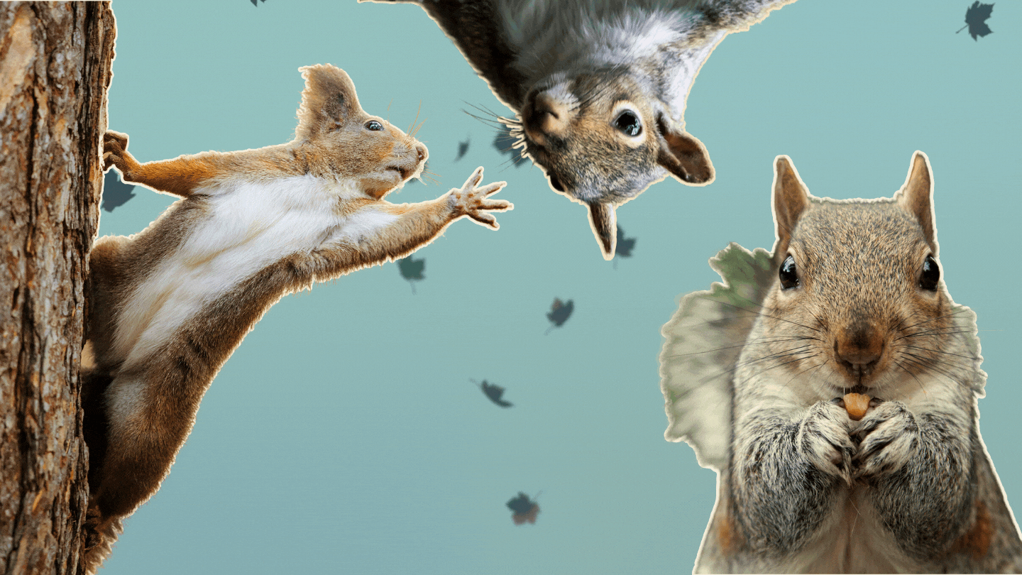 GIF - fall squirrels