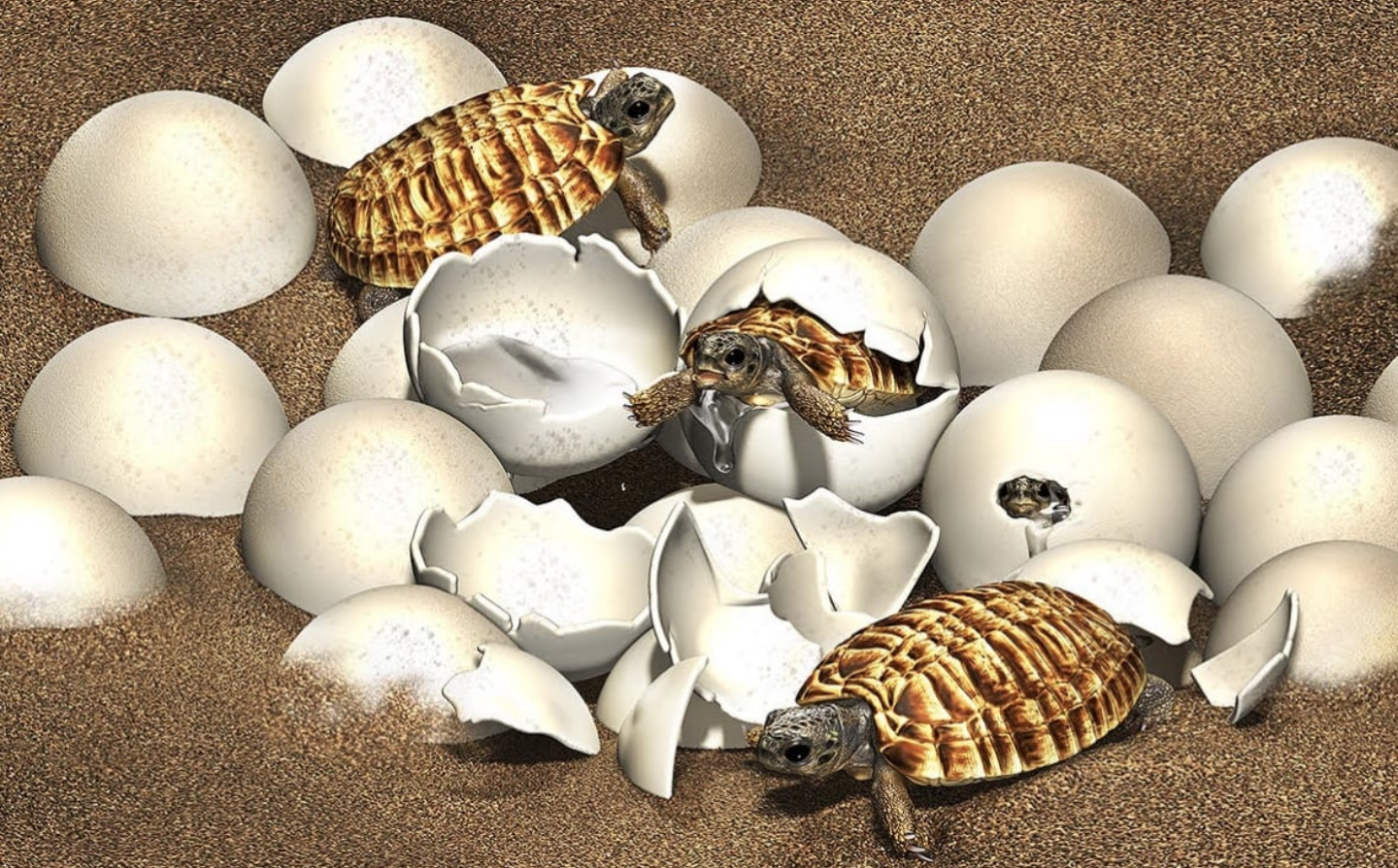 This artist's impression shows baby nanhsiungchelyid turtles hatching from their eggs. The fossil with the embryo allowed researchers to identify identical eggs in other nests, showing that they typically were laid in clutches of 15 to 30. (Masato Hattori)