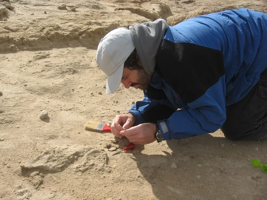 descubren fosil de desmodus draculae un vampiro pleistoceno argentina